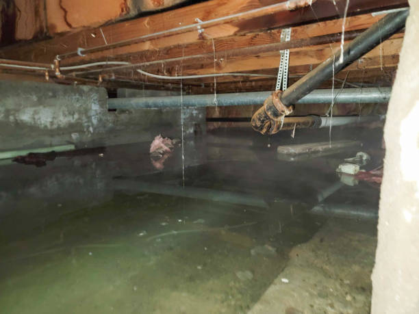 Best Basement water damage restoration  in Rio Grande, NJ